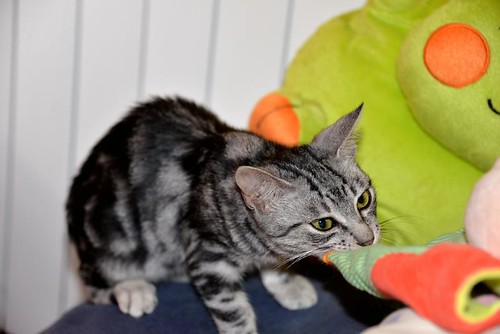 Scooby, gatito cruce British Silver Tabby precioso, nacido en Agosto´19, en adopción. Valencia. ADOPTADO. 48997851096_9896146488