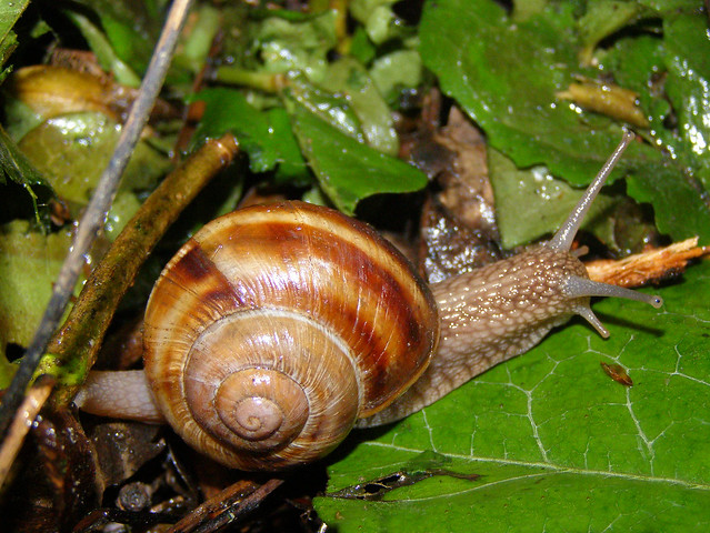 Roman snail (Helix pomatia)
