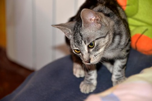 Scooby, gatito cruce British Silver Tabby precioso, nacido en Agosto´19, en adopción. Valencia. ADOPTADO. 48998057507_96e04f78aa