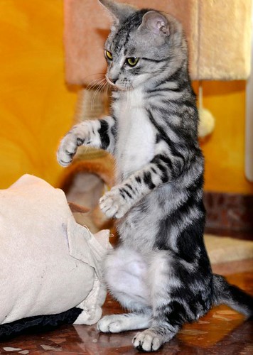 Scooby, gatito cruce British Silver Tabby precioso, nacido en Agosto´19, en adopción. Valencia. ADOPTADO. 48998057672_71e0e22870
