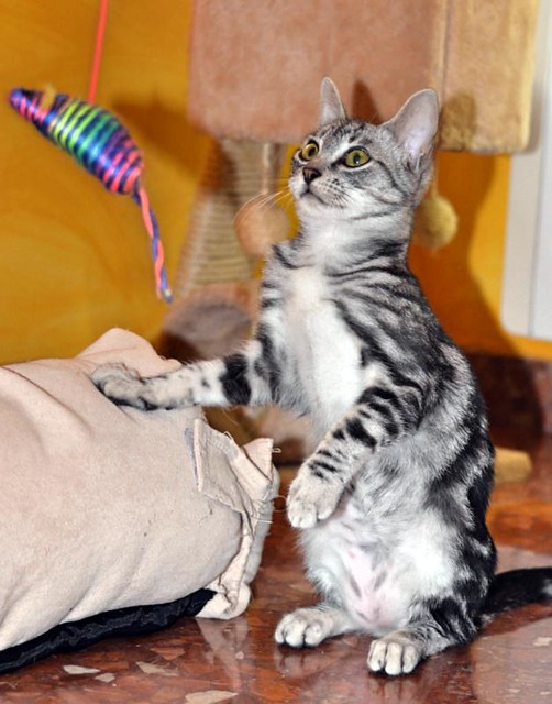 Scooby, gatito cruce British Silver Tabby precioso, nacido en Agosto´19, en adopción. Valencia. ADOPTADO. 48998058777_5b688de32b_z
