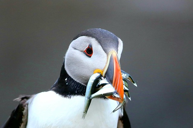 Puffin with sand eels.