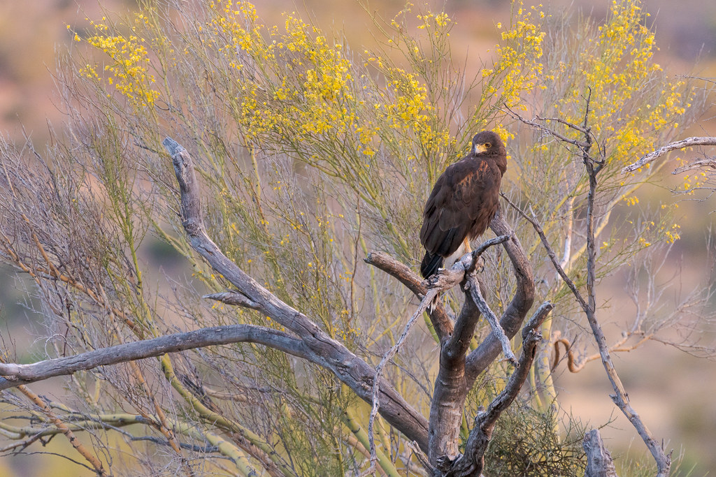 A Harris's hawk perches in a dead tree in front of a blooming palo verde along the Chuckwagon Trail in McDowell Sonoran Preserve in Scottsdale, Arizona in June 2019