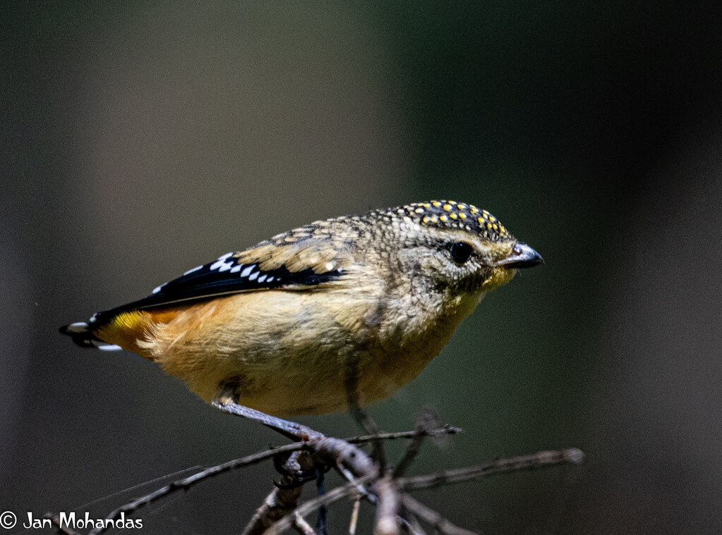 Spotted Pardalote male 021119 Larool Creek Westleigh NSW Florence Cotton Reserve 2-1