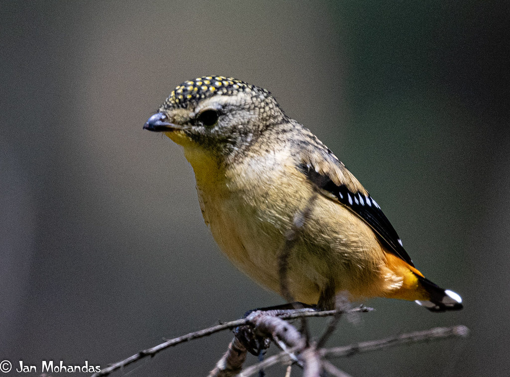 Spotted Pardalote male 021119 Larool Creek Westleigh NSW Florence Cotton Reserve 3-1