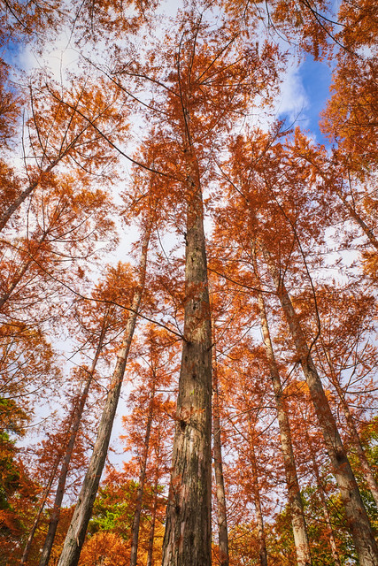 秋のメタセコイアの森を見上げる