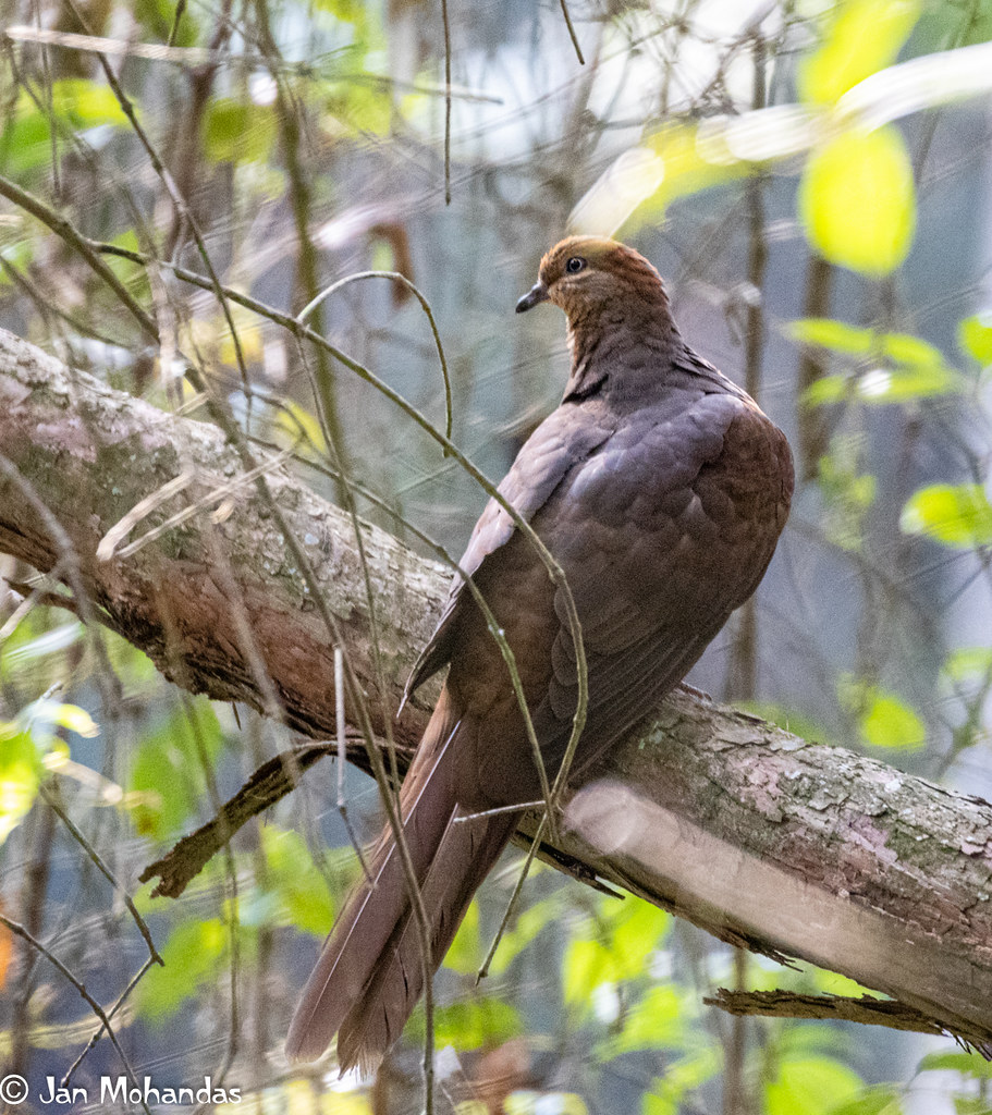 Brown Cuckoo-Dove 021119 Dog-Pound creek trail Westleigh NSW 1-1
