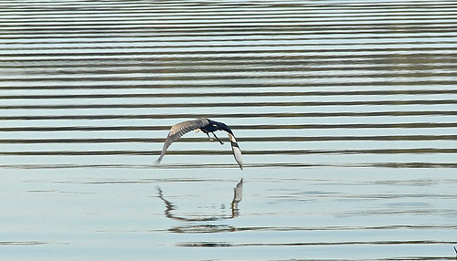 birds heron indianapolis lake water waterways ripples eaglecreekreservoir