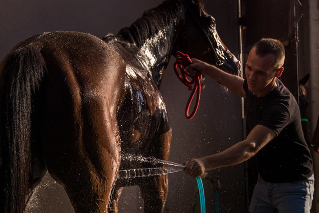 Junger Mann wäscht ein Pferd. Nahaufnahme