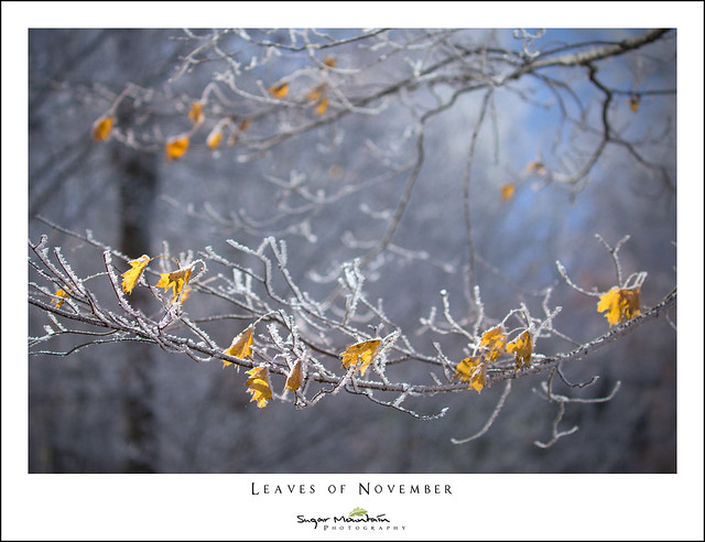 Leaves of November