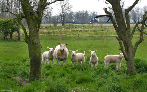 tinallinge groningen netherlands nederland holland dutch sheep schapen animals country pasture landschap landscape boerderij farm
