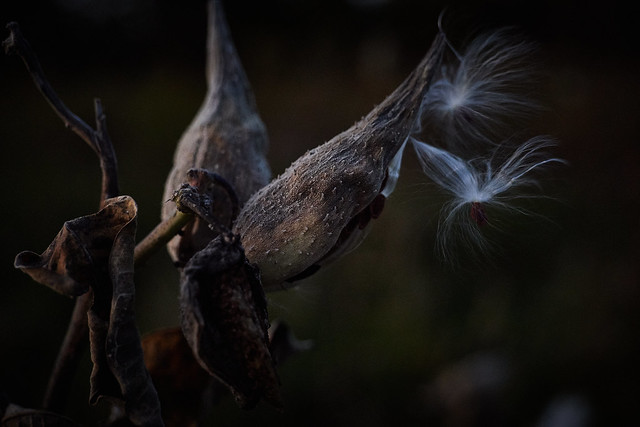 milkweeds, at dusk in strong winds, looking north, 10-21-19