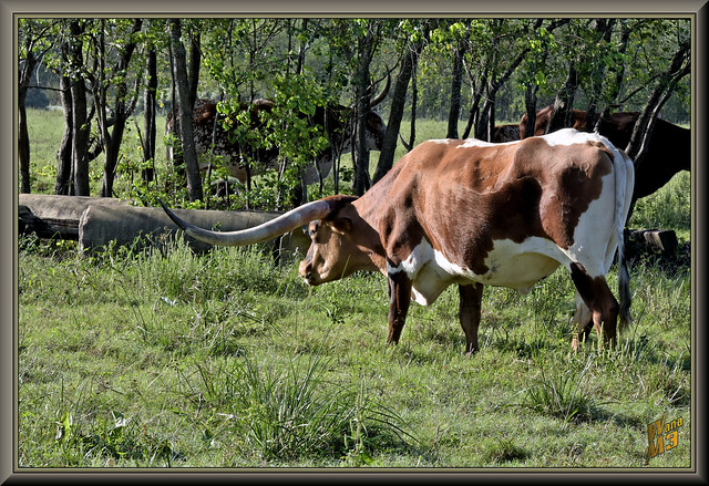 Texas Longhorn Cattle #2