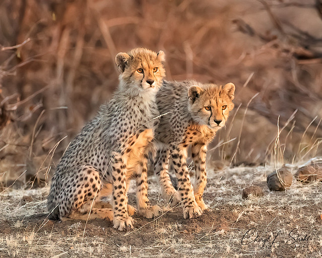 Cheetah Cubs on Alert
