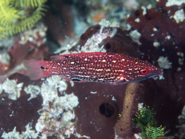 Redfin hogfish (Bodianus dictynna)