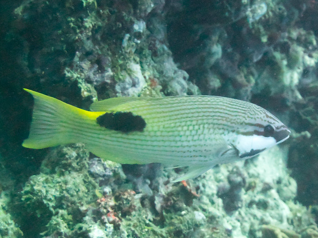 Sadleback hogfish (Bodianus bilunulatus)
