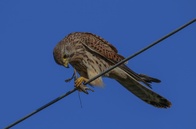 Kestrel - Gheppio (Falco Tinnunculus)