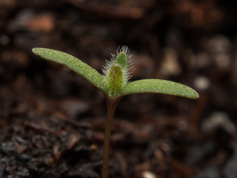 Kochia seedling (Bassia scoparia)