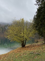 Lago di Fusine autunno iPhone 11pro