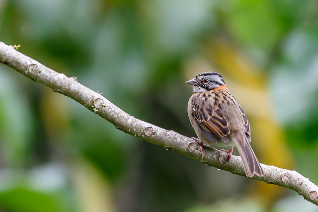 Zonotrichia capensis, Rufous-collared Sparrow, Chingolo