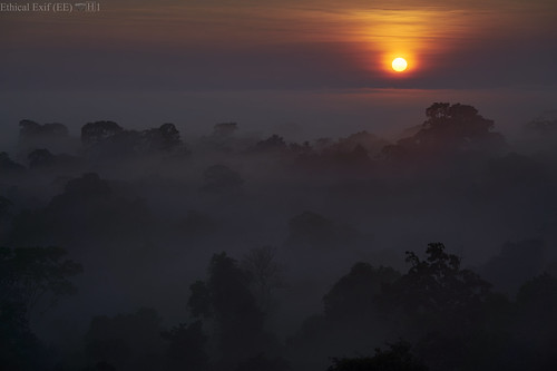 amazon peru sunrise mist fog transpiration perunature rainforestexpeditions tambopata posadaamazonas canopytower landscape madrededios puertomaldonado