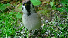 Põldvarblane / Passer montanus / Eurasian tree sparrow / Pikkuvarpunen / Feldsperling