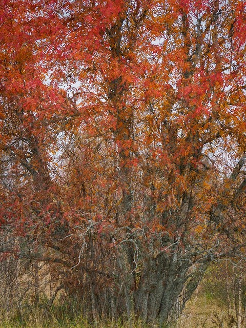 Rowan in autumn.