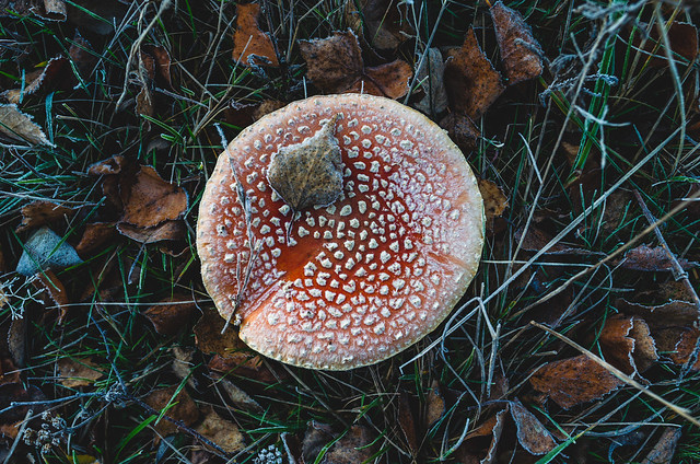 Frozen mushroom red with white dots in the forest after the first cold night of late autumn.