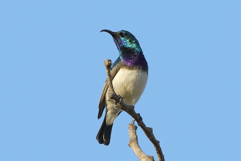 White-bellied Sunbird