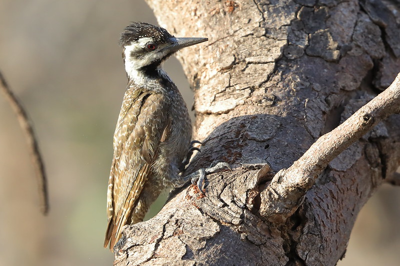 Bearded Woodpecker