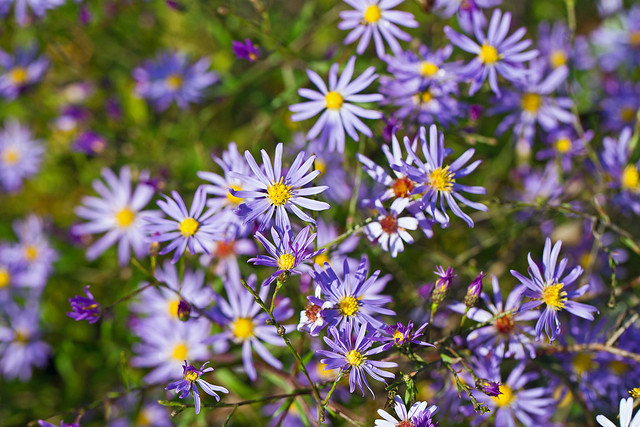 Purple flowers at Wisley