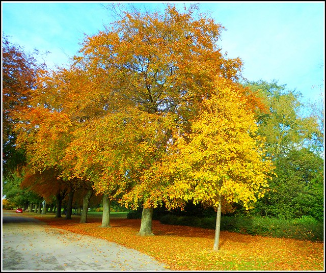Autumn in Hulls East.Park ...