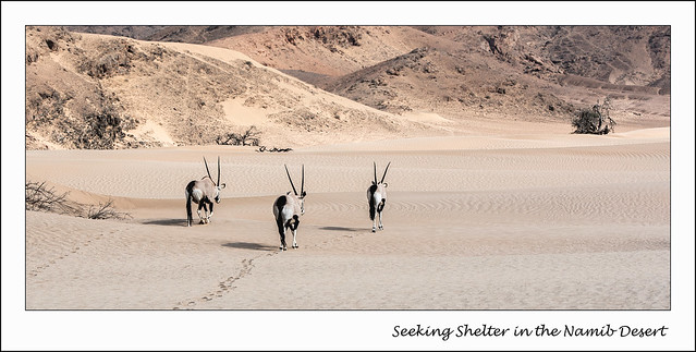 Seekeing Sheleter in the Namib Desert