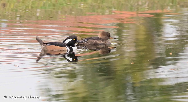 Hooded Merganser Pair and Reflections.