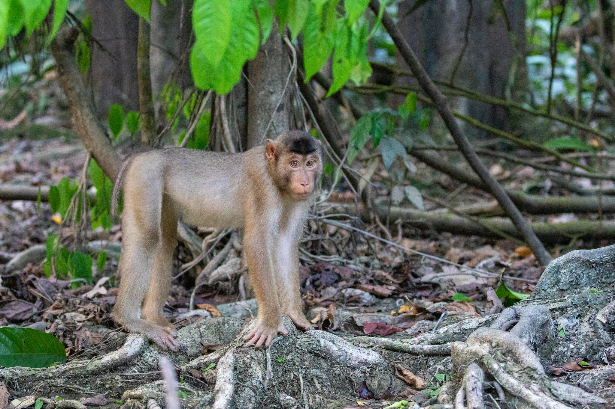 Stump-tailed Macaque - Kinabatangan River 