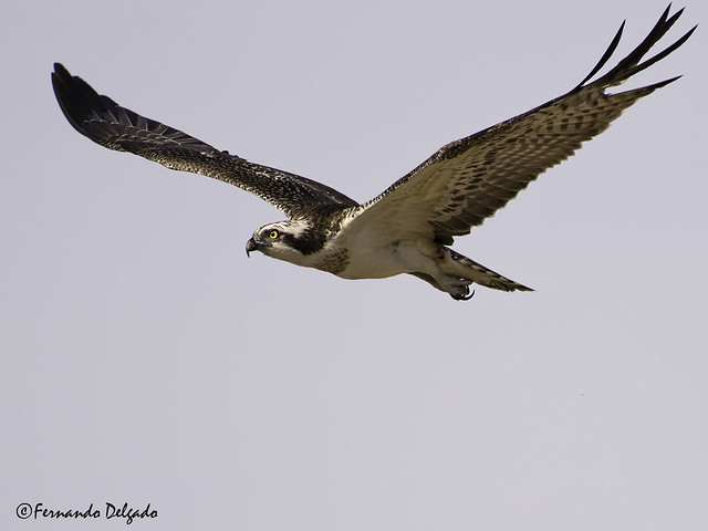 Águia-Pesqueira (Pandion haliaetus) | Osprey