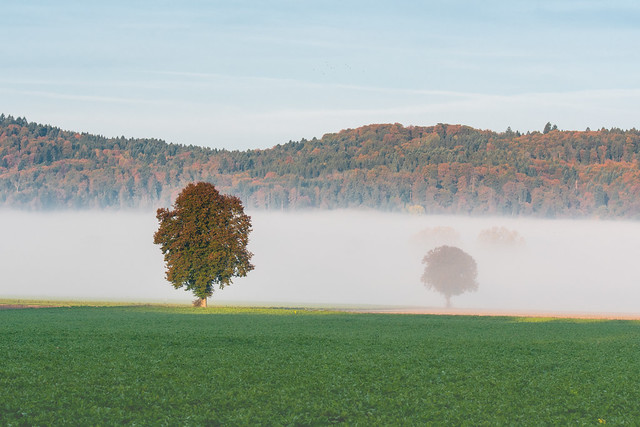 Foggy morning