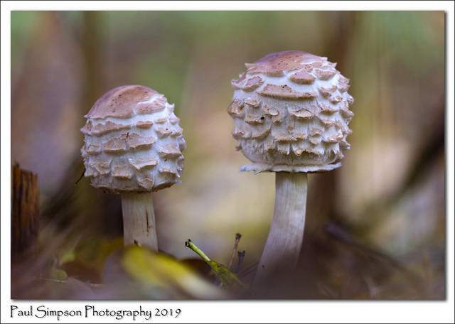 Twin Mushrooms