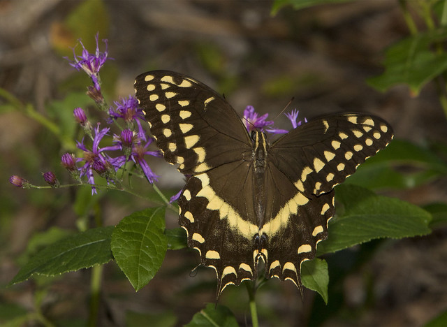 Palamedes Swallowtail (Papilio palamedes)