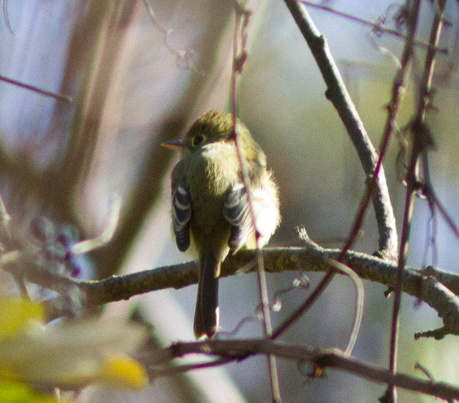 Pacific-slope Flycatcher