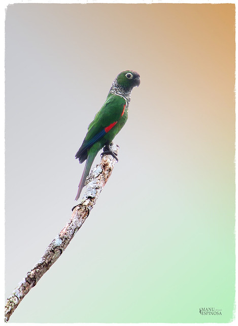 Perico Colimarrón, Pyrrhura melanura, Maroon-tailed Parakeet, Sucúa, Morona Santiago, Ecuador