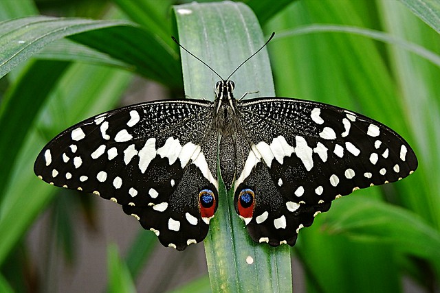 Papilio demoleus  Australie - Papouasie Nouvelle Guinée