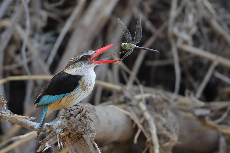 Brown-hooded Kingfisher