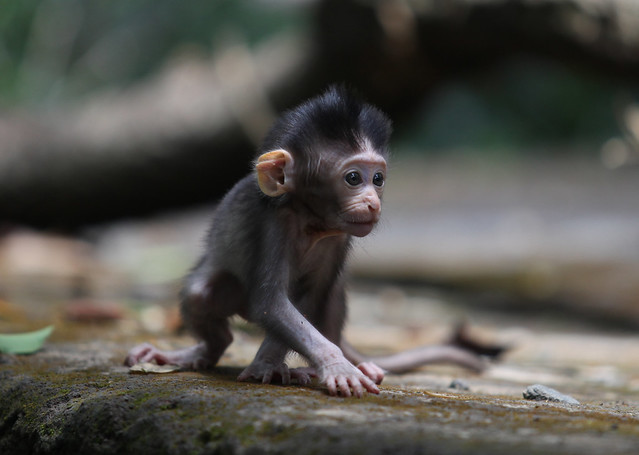 Monkey Forest | Sacred Monkey Sanctuary