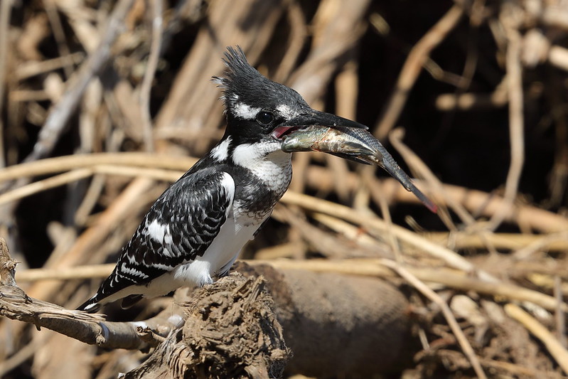 Pied Kingfisher