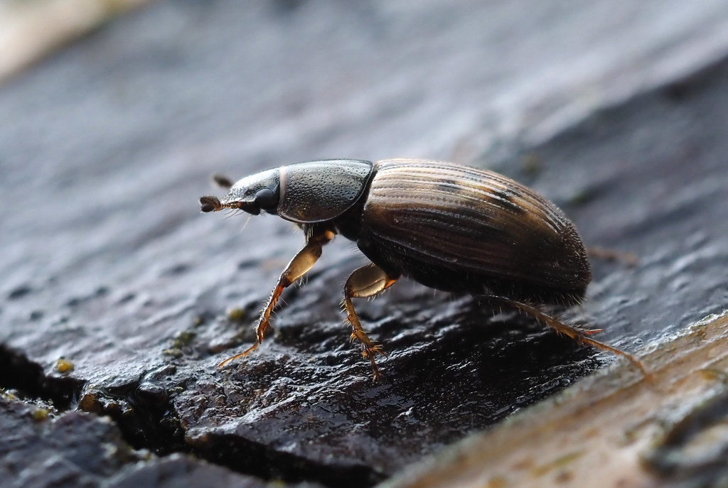 PB040018 beetle