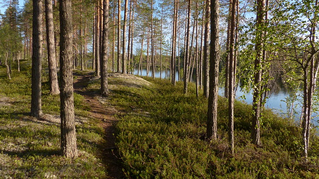 Shore forest of Lake Laahtanen (Ristijärvi, 20190630)