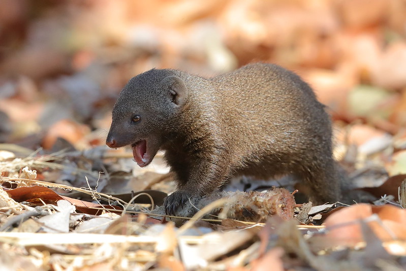 Dwarf Mongoose