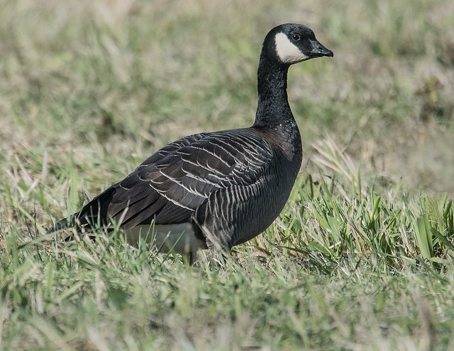 Cackling Goose (Branta hutchinsii cf. minima)