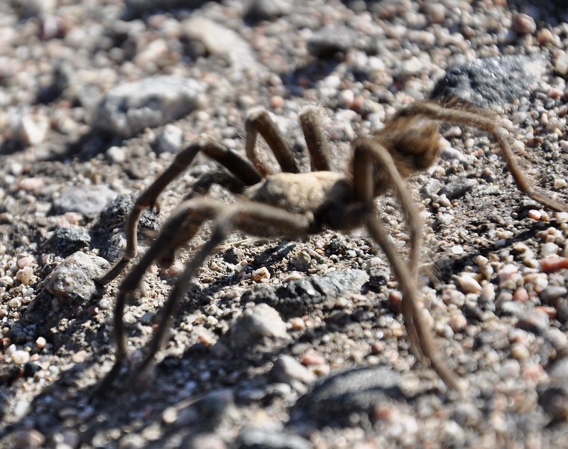 Whitney Pockets Camping & Tarantula Crossing ~ Gold Butte National Monument